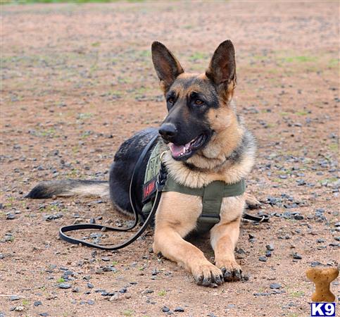 german shepherd puppy posted by Judy Smithson